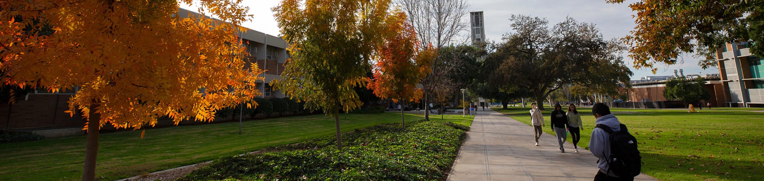 walking on campus, bell tower in distance, yellow fall leaves